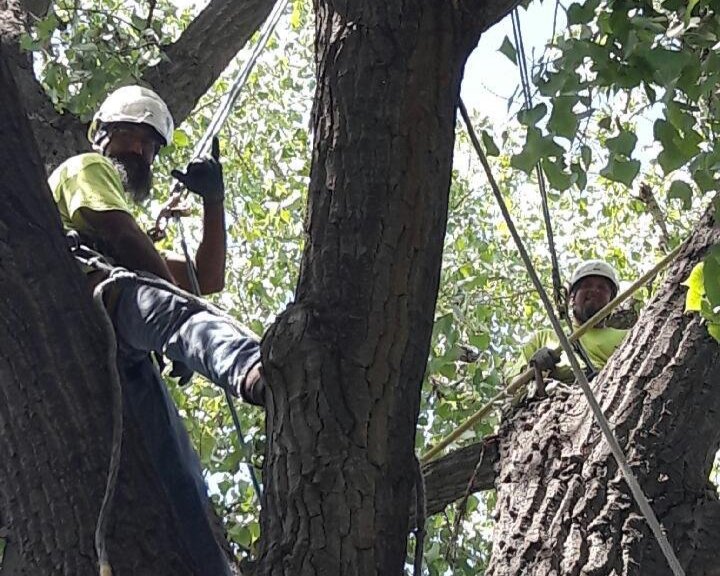 About Limb Walker Tree Service Limb Walkers Tree Service