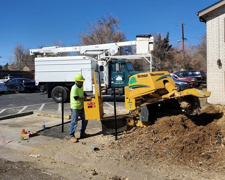 Stump Grinding Limb Walkers Tree Service