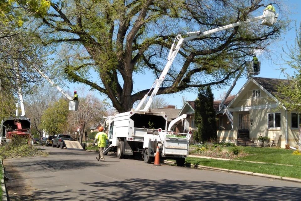 Tree Removal Limb Walkers Tree Service