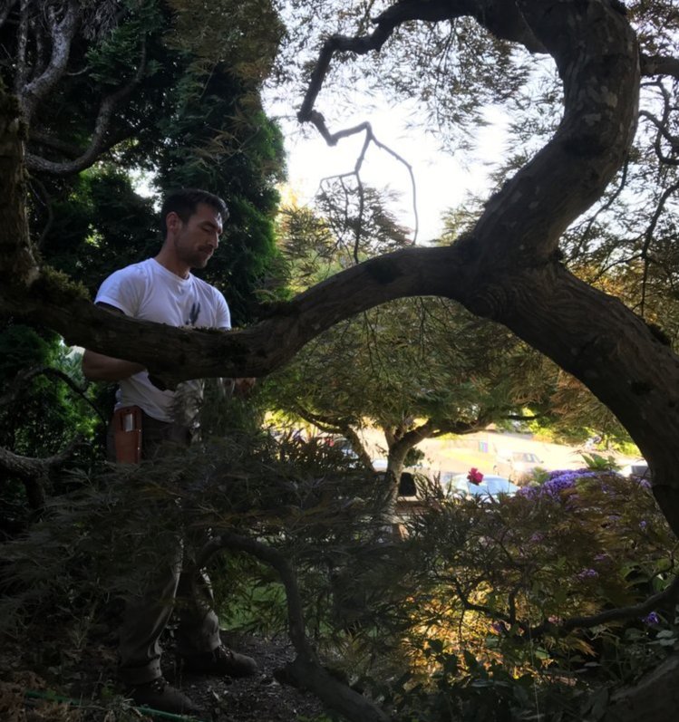 free-pruning-classes-in-portland-or-learn-tree-care-from-arborists