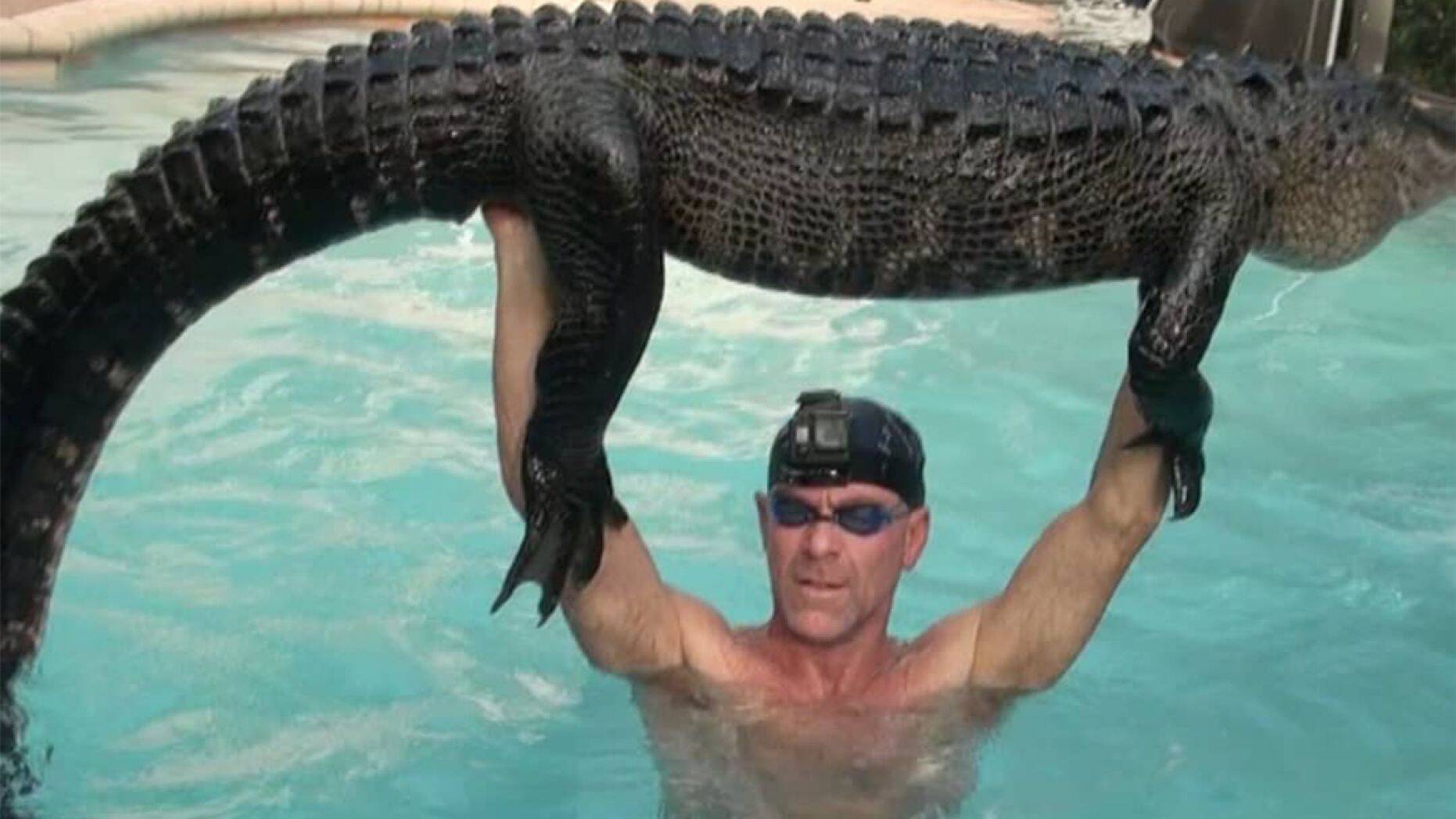 Alligator wrangled in pool.