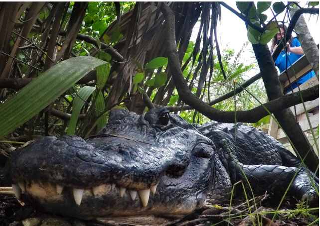 Trump’s Survival Advice to Potential ‘Alligator Alcatraz’ Escapees: ‘Don’t Run Straight’