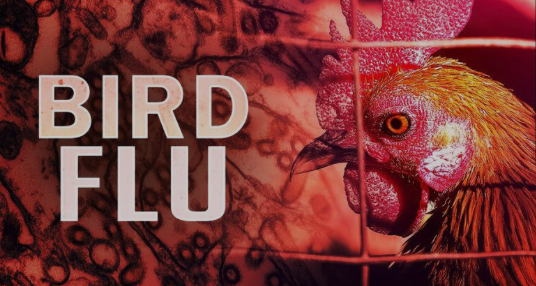 SUSPECT: The WHO's Pandemic Treaty And A Bird Flu Crisis Are Both Arriving At The Same Time