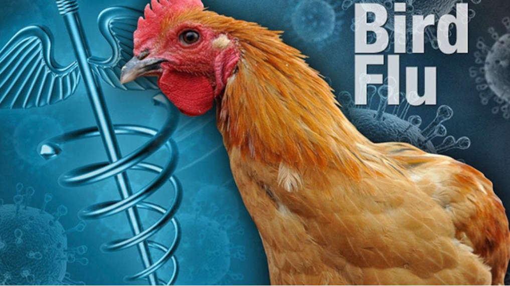 FIRST EVER: New Bird Flu Strain Jumps to Humans Following Death of 59-Year-Old Man in Mexico