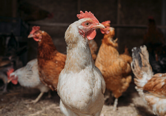 Former CDC Director: Bird Flu With ‘Significant Mortality’ in Humans Immenent