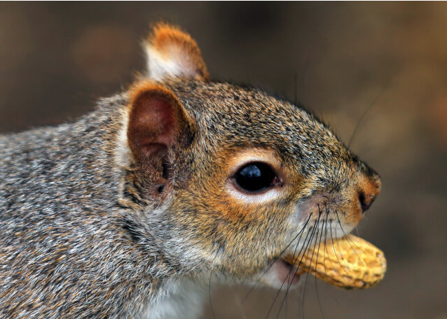 Trump Supporters Decry Death of Peanut the Squirrel as Government Overreach