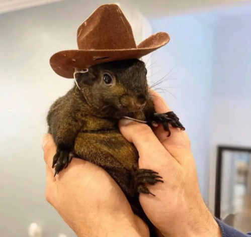 ''RIP My Best Friend'': Outrage Ensues After Beloved Rescue Squirrel Seized By NY, Euthanized