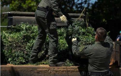 Illegal Weed Growing Operation Found In House Owned By Oakland Police Officer