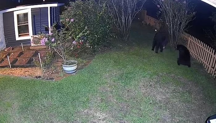 Two bears in a backyard