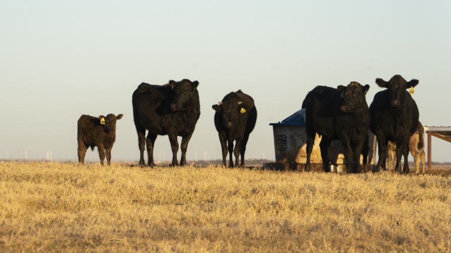 A herd of cattle