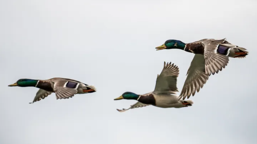 Mallards flying