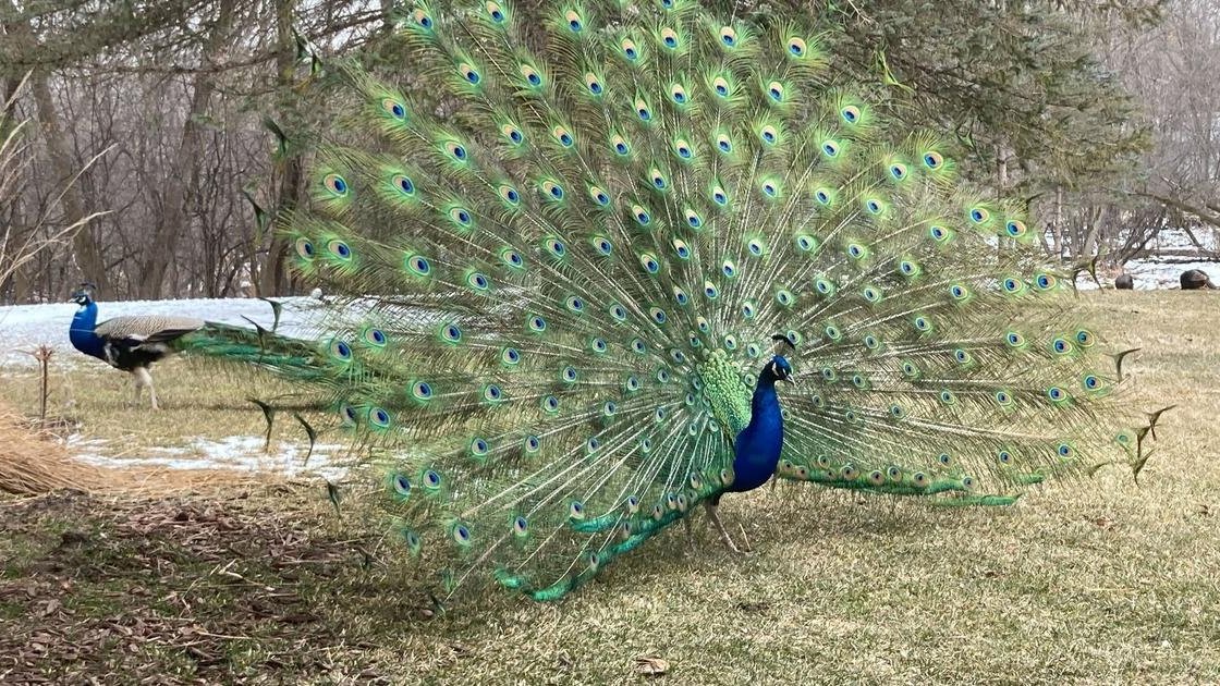 A peacock