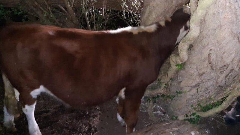 Cow stuck in a tree