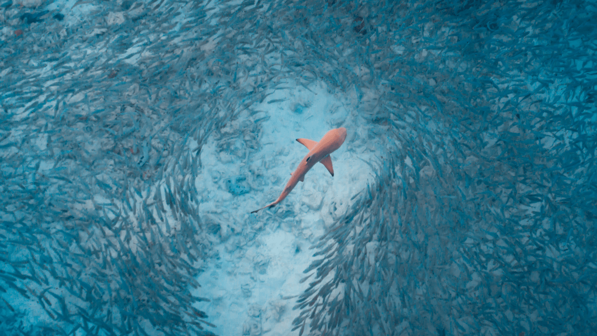 hunting shark