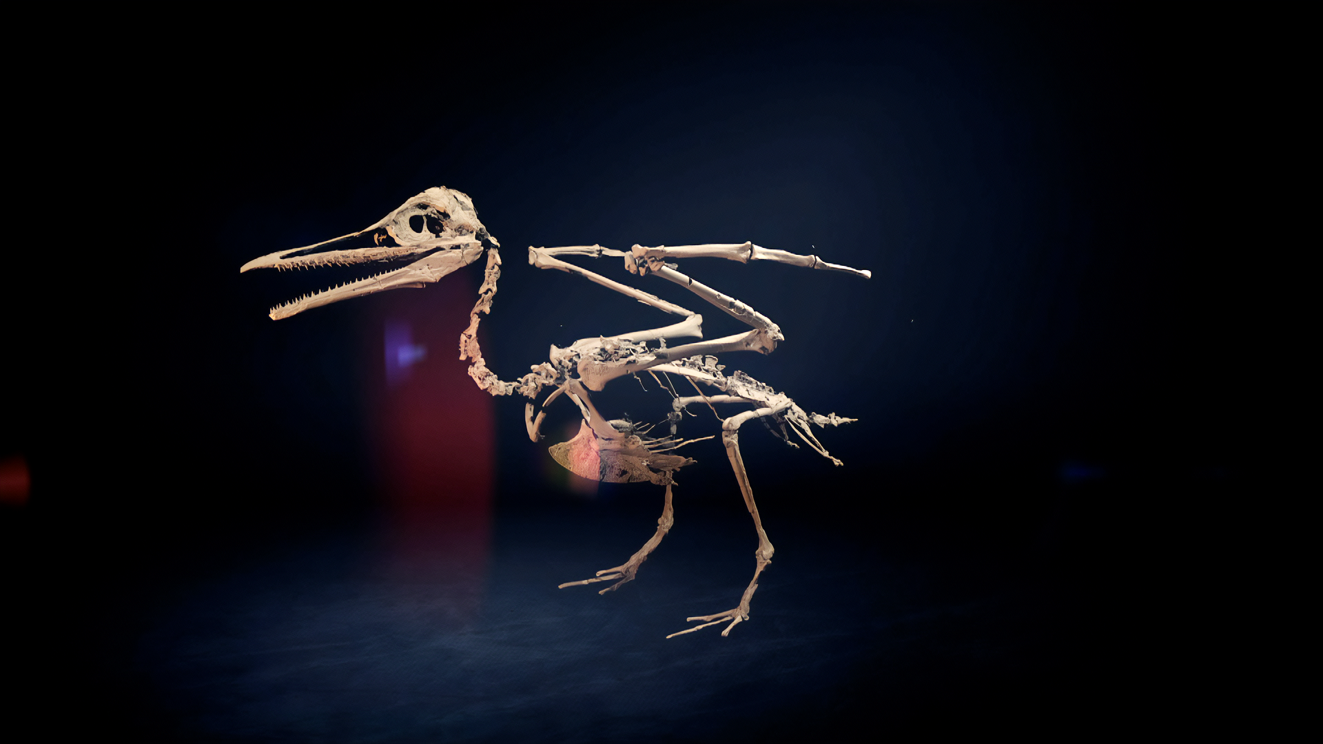 NOVA Dino Birds