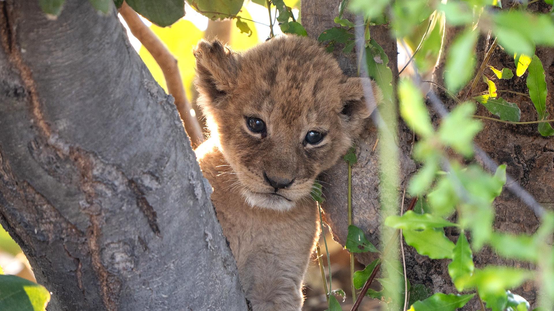 Big Cats 24/7