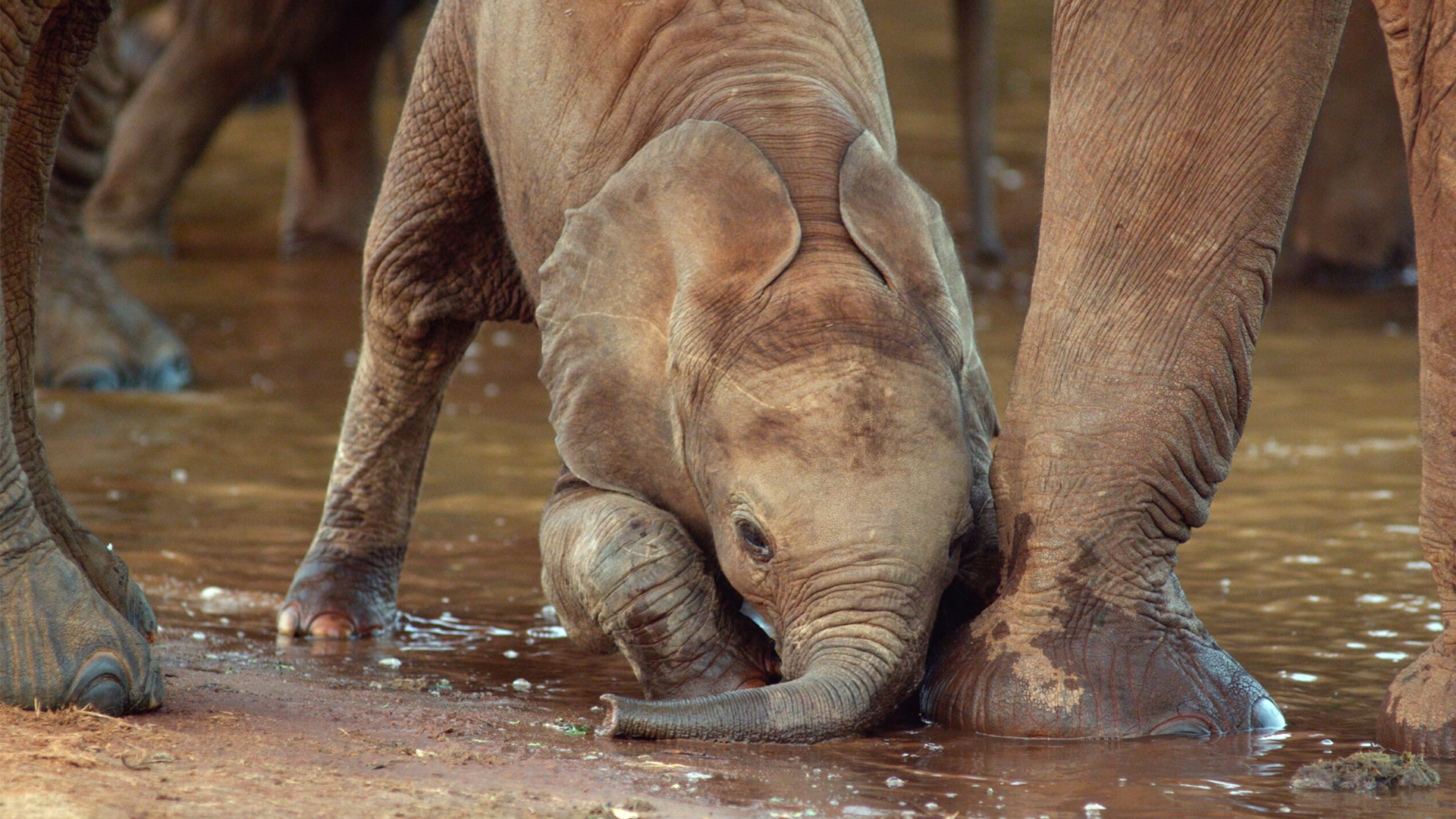 Nature The Elephant and the Termite 