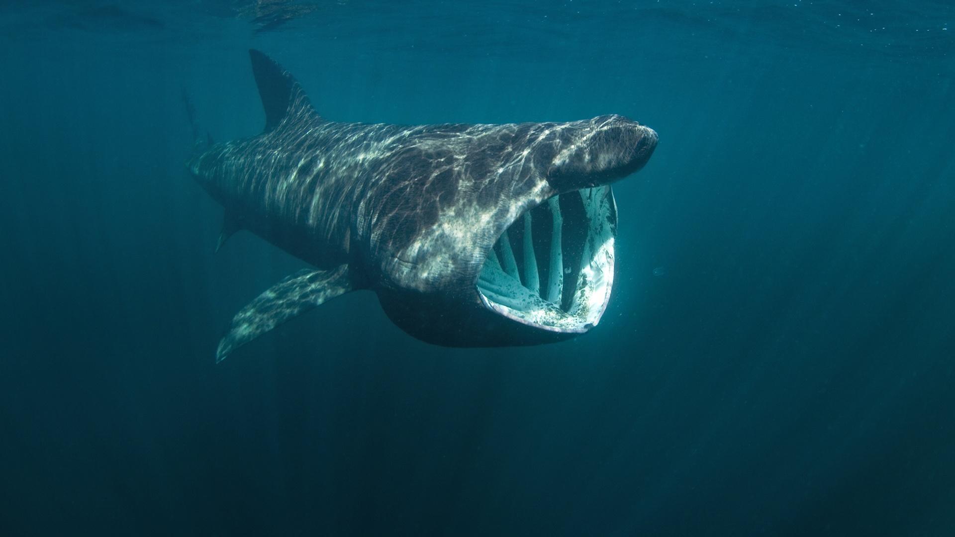 Great Shark Documentaries