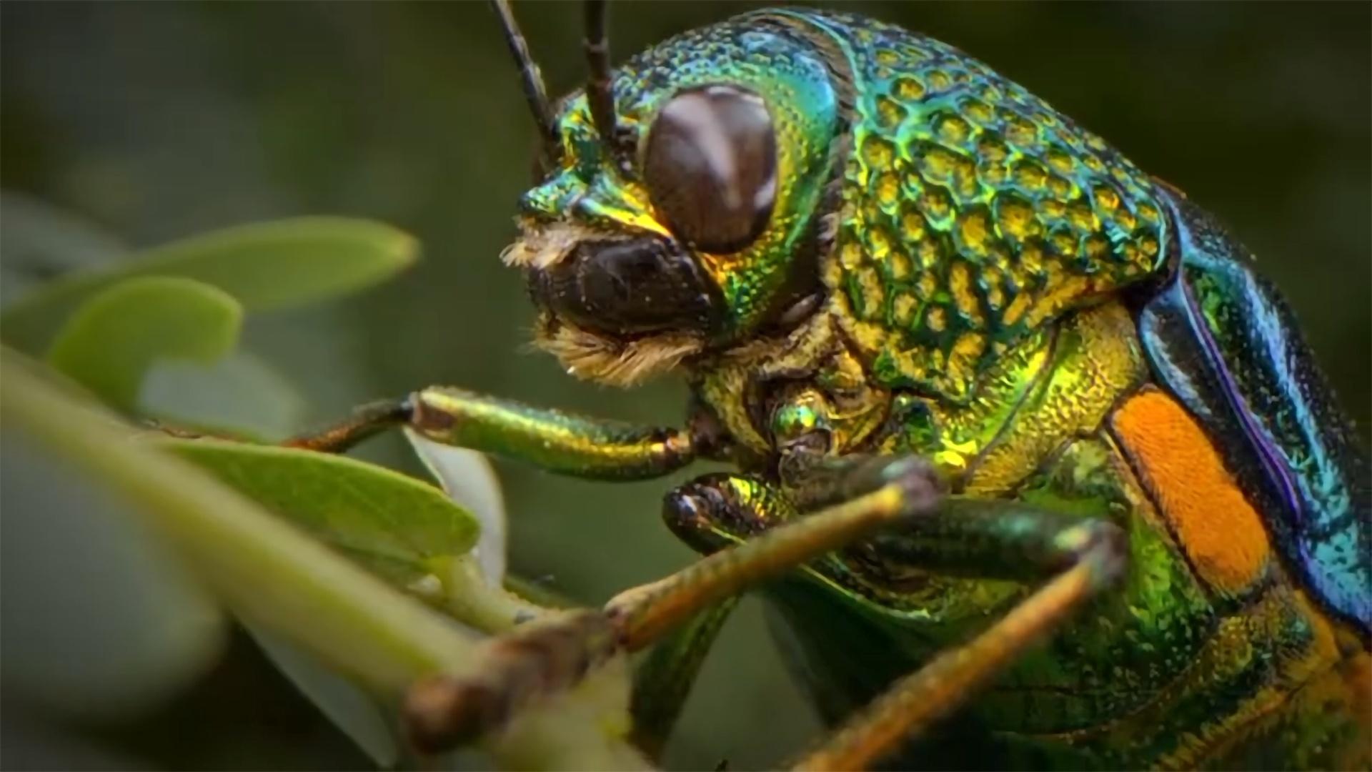 Bugs That Rule the World 