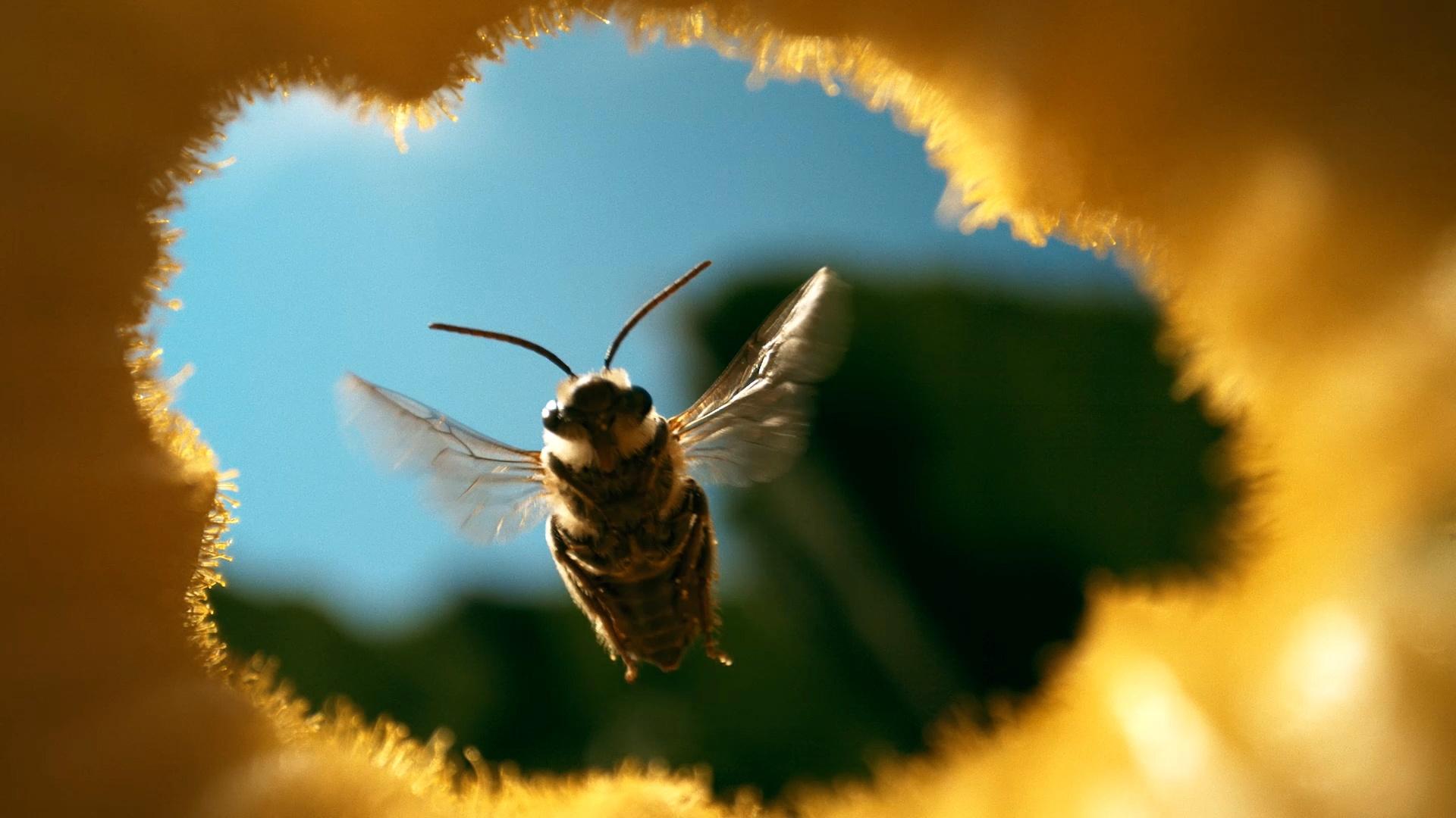 Human Footprint The Honey Trap