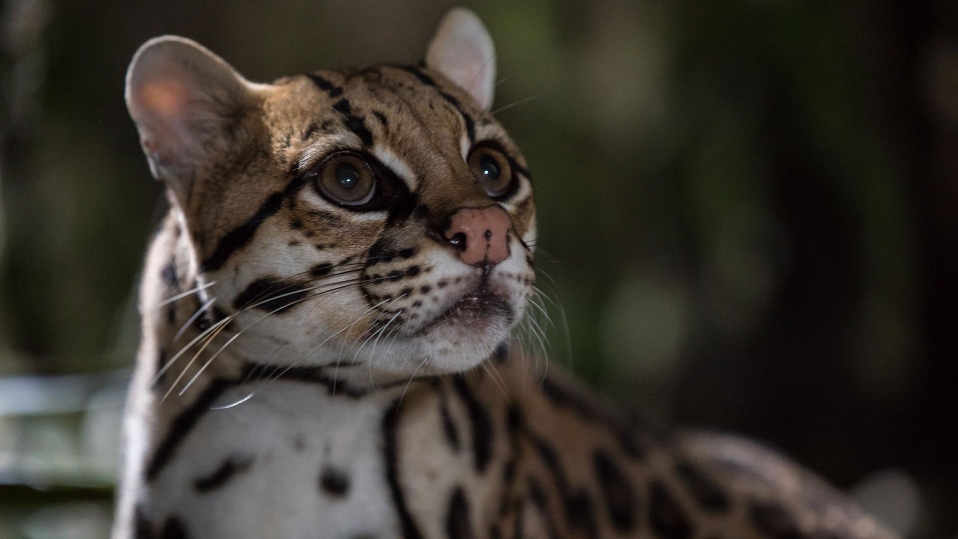 Nature American Ocelot