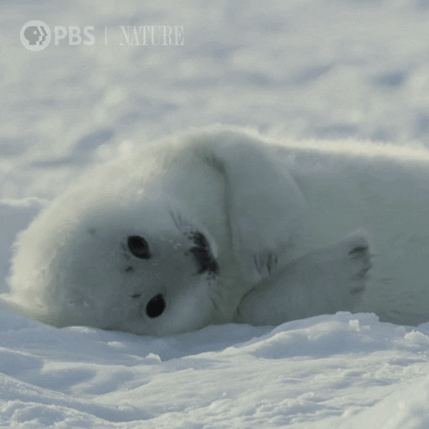Baby Seal PBS Nature