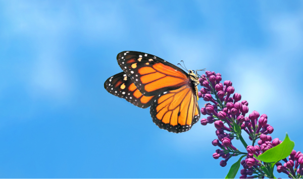Counting Butterflies