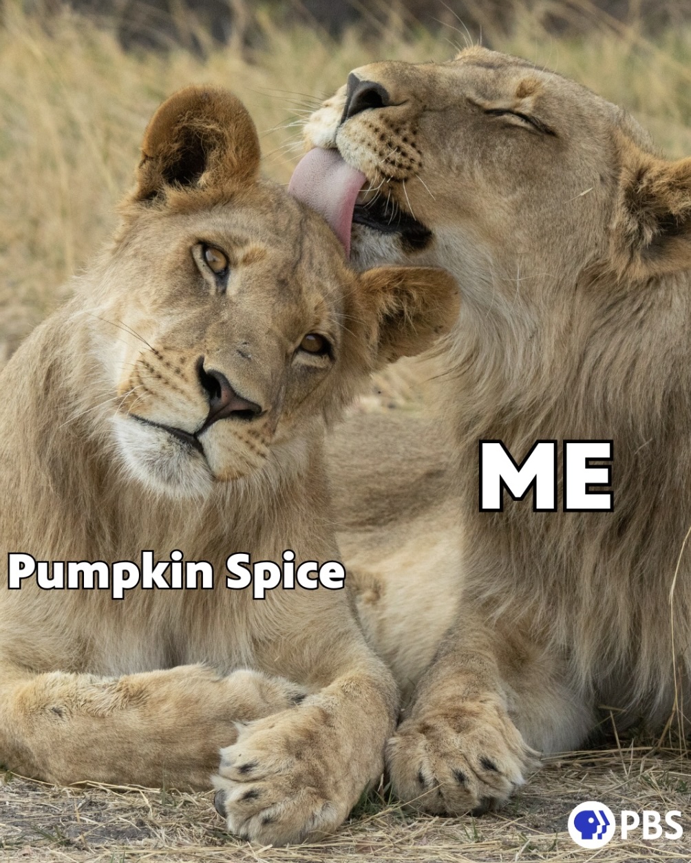 PBS Food Pumpkin Spice 