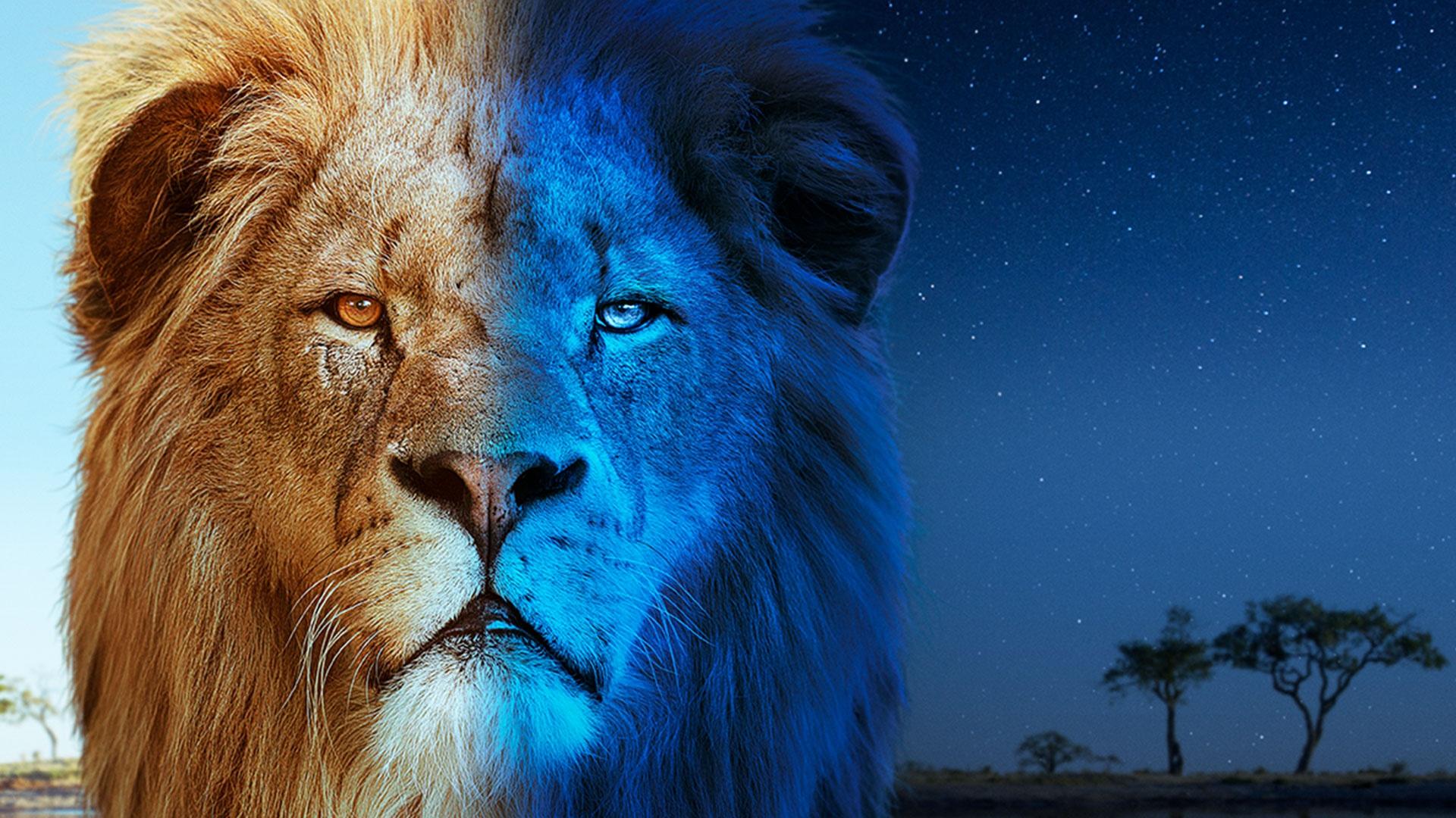Big Cats 247