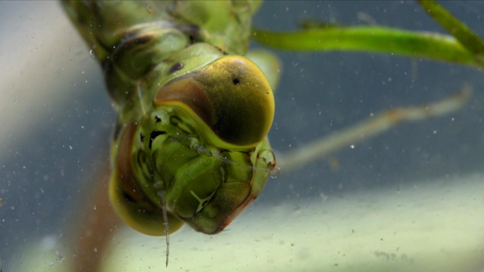 Bugs That Rule the World 