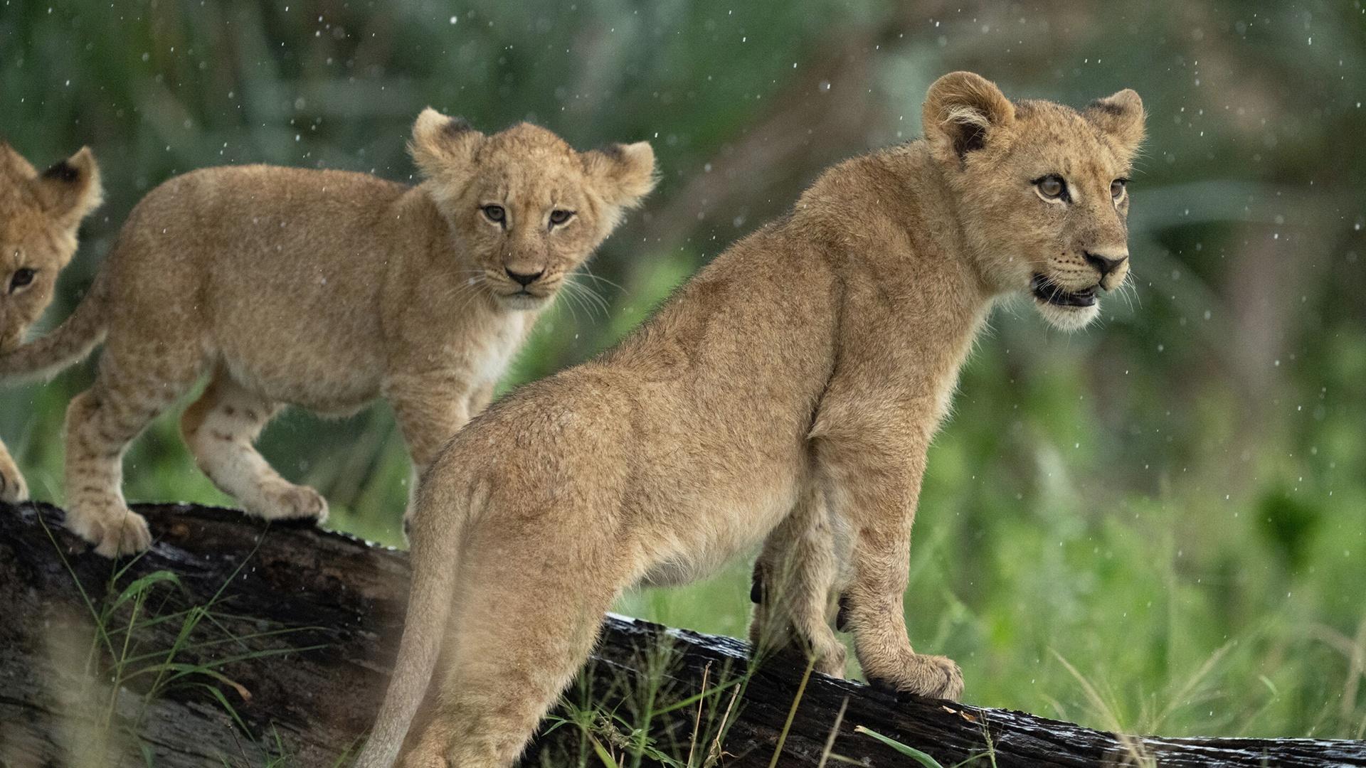 NATURE Big Cats, Small World