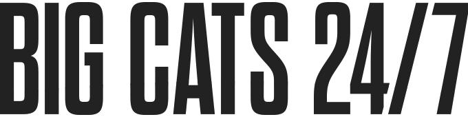 Big Cats 247