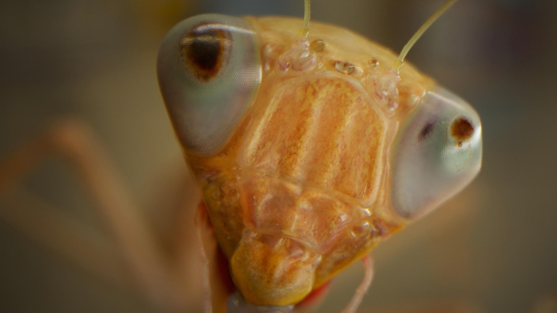 Bugs That Rule the World 