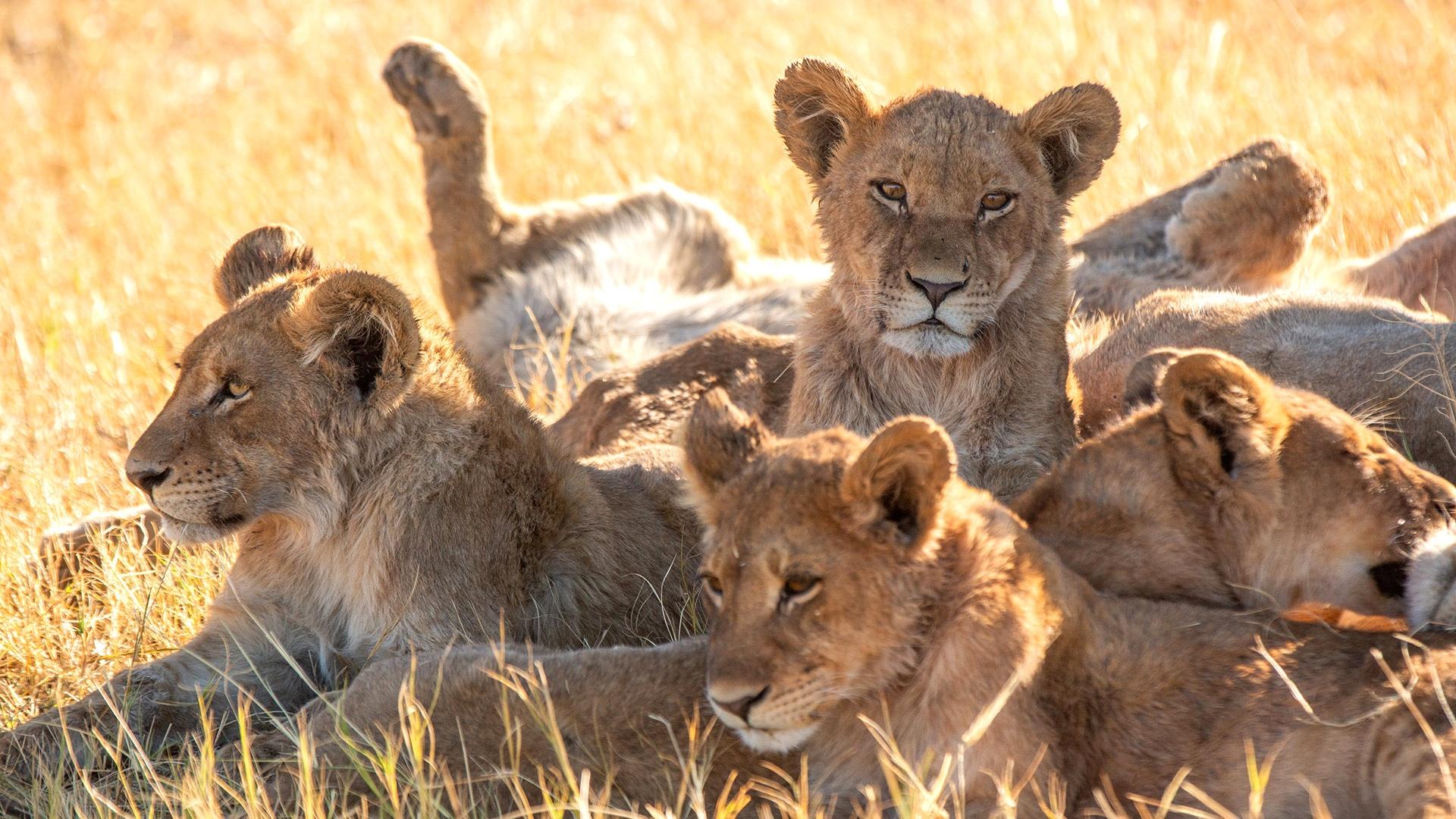 Big Cats 24/7