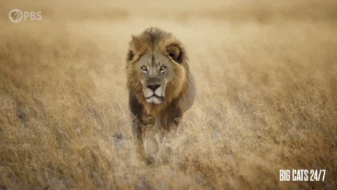 Big Cats 24/7