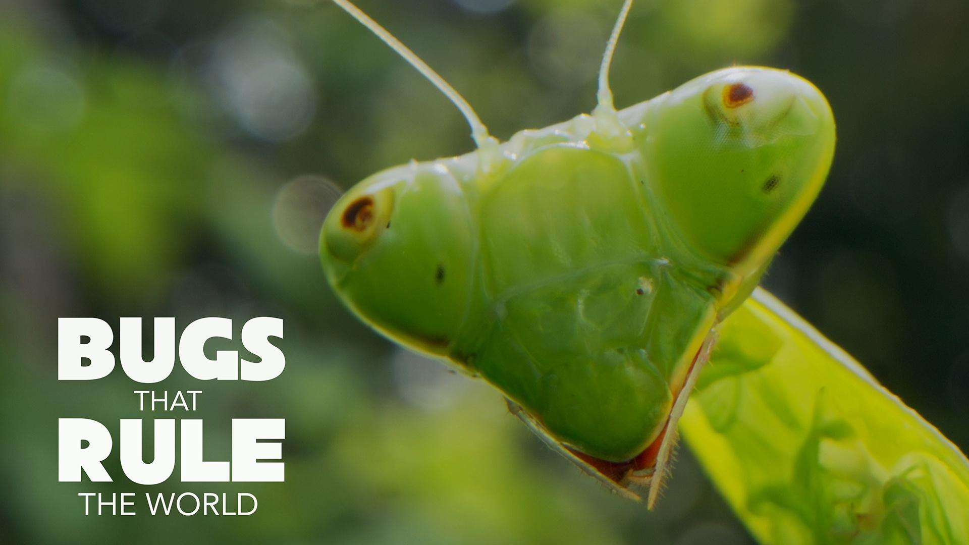 Bugs That Rule the World 