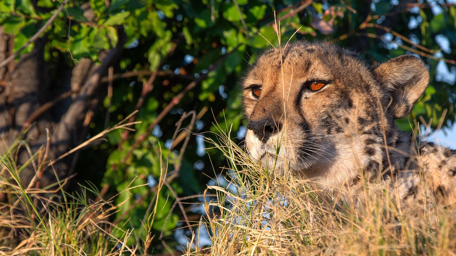 Big Cats 24/7