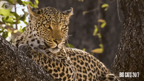 Big Cats 24/7 running gif