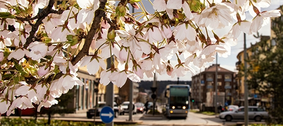 Oplev Oslo med en sightseeing bustur