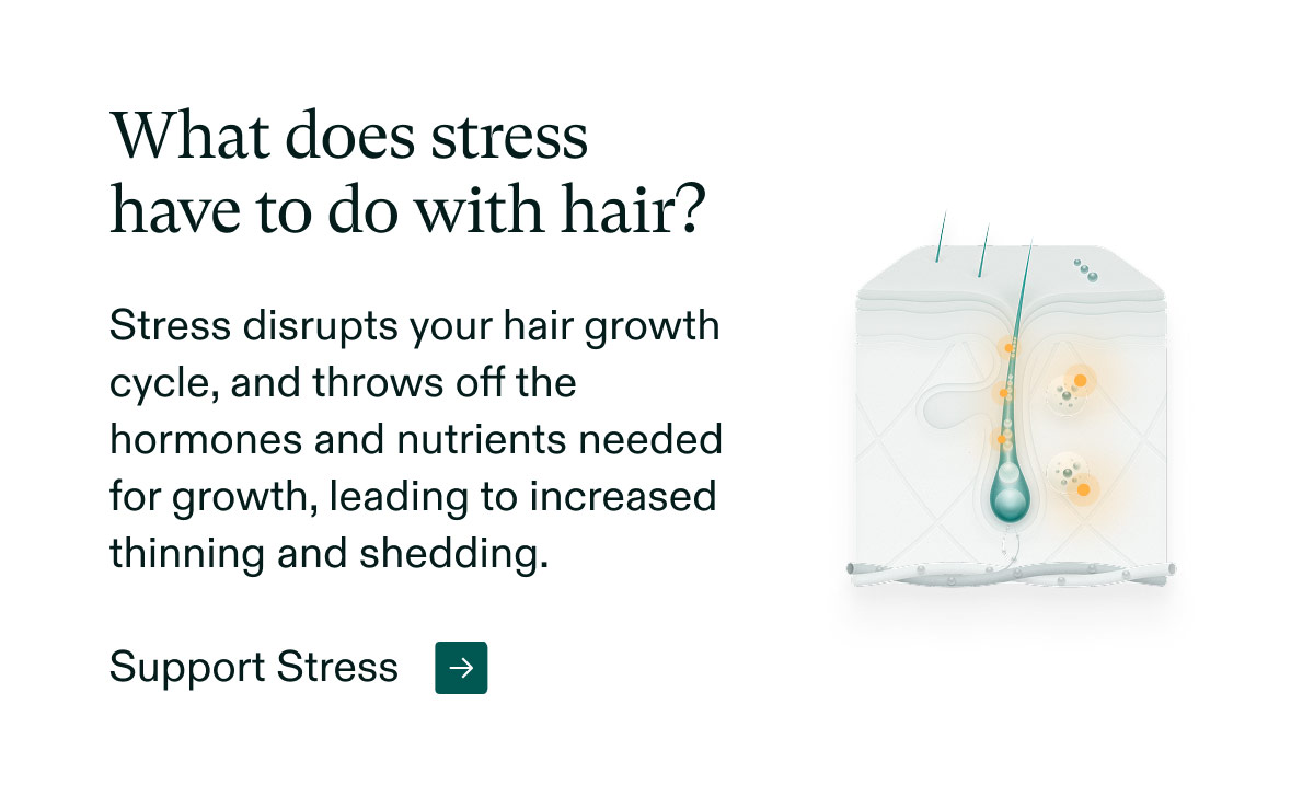What does stress have to do with hair? Stress disrupts your hair growth cycle, and throws off the hormones and nutrients needed for growth, leading to increased thinning and shedding. Support Stress.