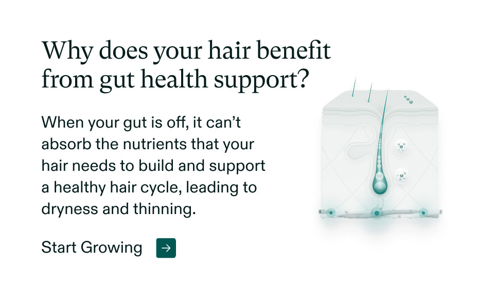 Why does your hair benefit from gut health support? When your gut is off, it can’t absorb the nutrients that your hair needs to build and support a healthy hair cycle, leading to dryness and thinning. Start Growing.