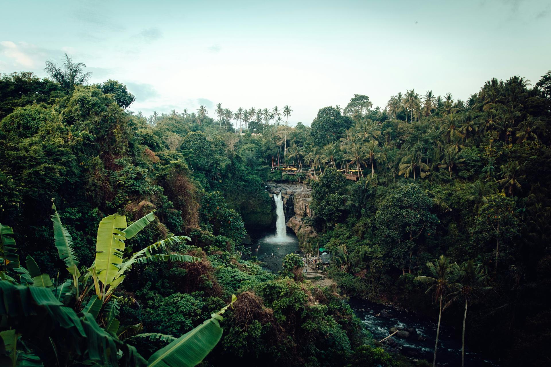 Protect Rainforests