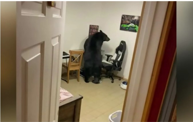Bear breaking a computer monitor
