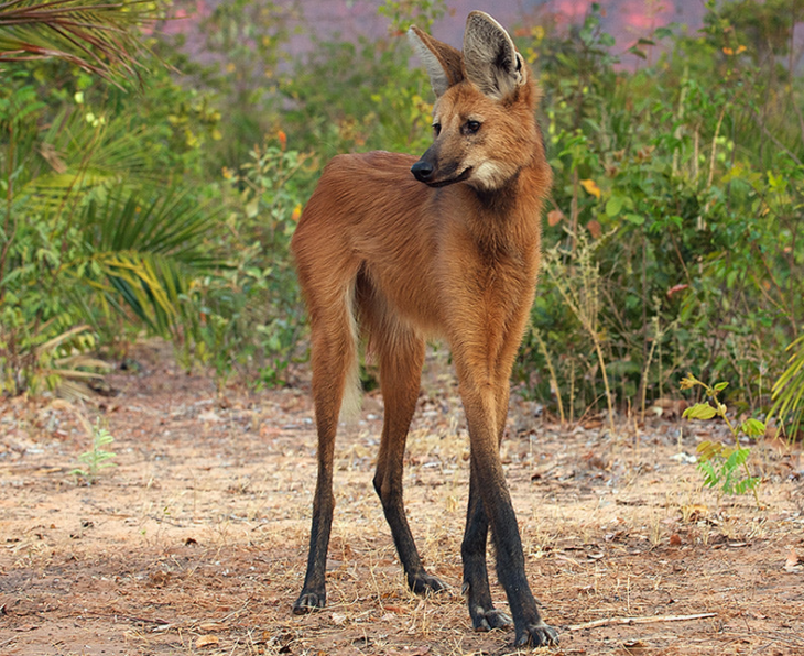 A Maned Wolf