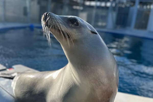 This sea lion can headbang better than you — watch her out-perform humans at keeping a beat | The Smithsonian Magazine