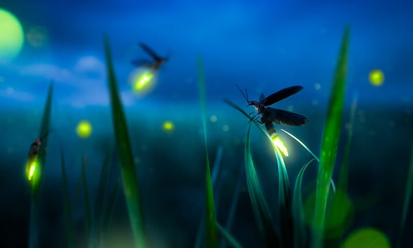 The mathematical mysteries of fireflies | Nautilus