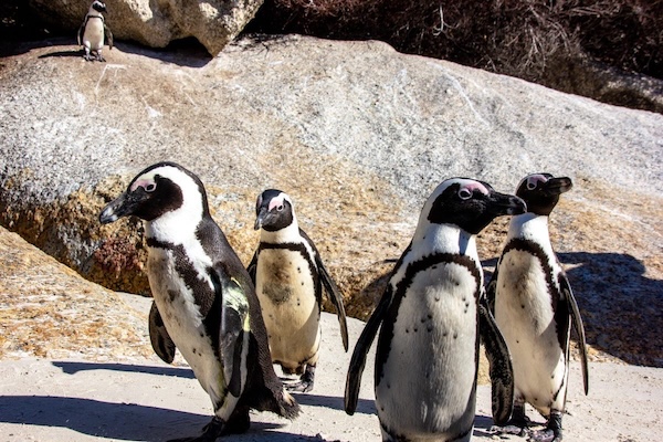 Boulders Beach is great for swimming, sunbathing, and… penguin watching? | Atlas Obscura