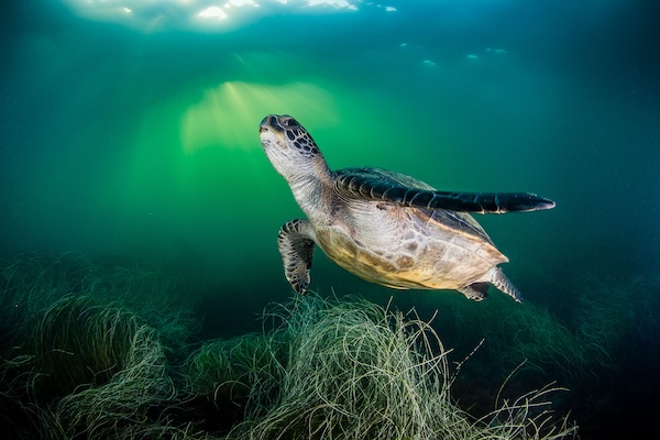 Go north, young turtle | bioGraphic