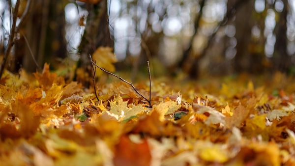 Why 60 degrees in fall feels different than in the spring | Popular Science