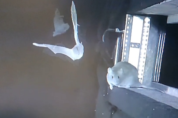 Rats filmed snatching bats from air for first time | Science